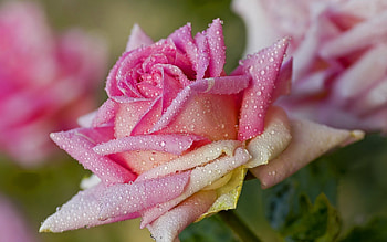 Morning dew, morning, garden, drops, beautiful, rose, pink, leaves, wet, petals, flowers, water, dew, lovely HD wallpaper