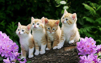 Animals, Flowers, Sit, Kittens, Log HD wallpaper
