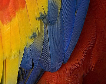 Feathers, blue, colorful, feather, yellow, red, texture, parrot HD wallpaper