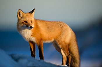 Fox Wild , fox, animals HD wallpaper