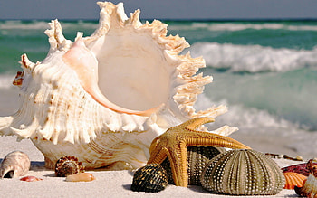 Background, Shells HD wallpaper
