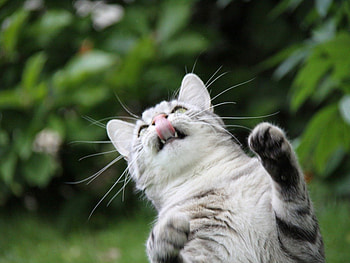 Funny cat, kitten, kitty, cute, cat, nice, animals, funny, pet, adorable HD wallpaper