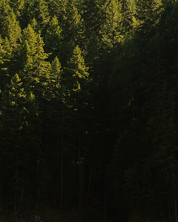 Nature, Trees, Pine, Forest, Shadow HD phone wallpaper