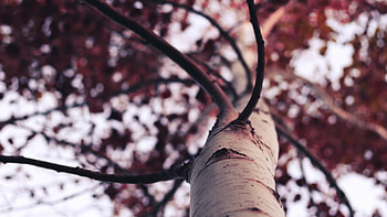 Birch Tree, Forest, Birch HD wallpaper