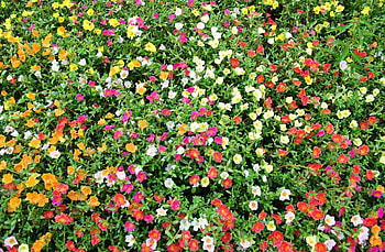 Flowers, Multicolored, Greens, Lot, Sunny, Purslane HD wallpaper