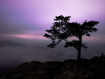 purple twilight, purple, twilight, sky, tree HD wallpaper