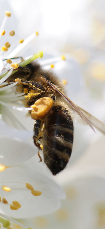 Apis mellifera, Bees HD phone wallpaper
