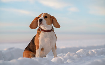 Snow, Beagles HD wallpaper