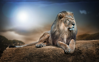 Lion pics Lion HD wallpaper