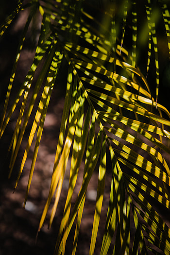 Nature, Palm, Sheet, Leaf, Branch, Shadows HD phone wallpaper