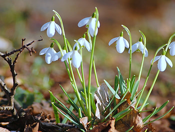 Plants, Flowers, Lily Of The Valley HD wallpaper