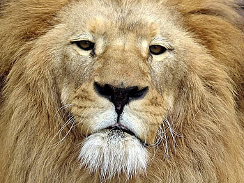 Mighty Lion, fur, mighty, cat, lion HD wallpaper