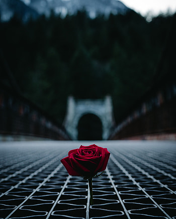 Flowers, Rose Flower, Rose, Blur, Smooth, Floor, Lattice, Latticed HD phone wallpaper
