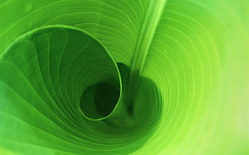 Plants, Background, Leaves HD wallpaper