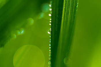 Drops, Macro, Wet, Sheet, Leaf HD wallpaper