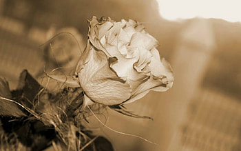 Beautiful Rose, rose, nature, bud, flower HD wallpaper