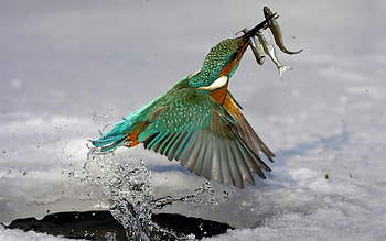 Animals, Birds HD wallpaper