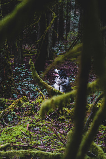 Animals, Forest, Dog, Pet, Border Collie HD phone wallpaper