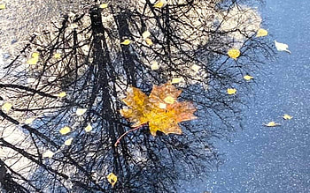 November Mood, reflection, puddle, autumn, Latvia, trees, leaf HD wallpaper