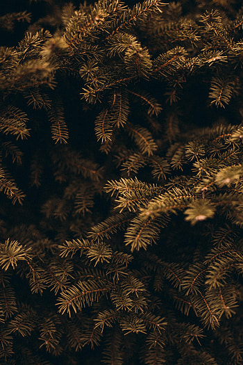 Needle, Pine, Plant, Macro, Branches HD phone wallpaper
