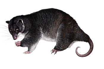 Strigocuscus gymnotis, Unique marsupial, Artstation showcase, Animal design HD wallpaper