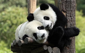 Animals, Pandas HD wallpaper