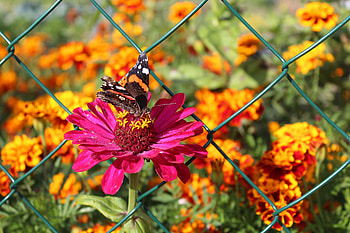 Flowers, Flower, Butterfly, Zinnia, Qinia HD wallpaper