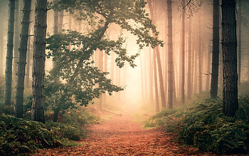 Misty Forest, England, mist, forest, path HD wallpaper