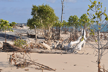 Low Tide in the Mangroves, seaside, mangrove, white sand, driftwood HD wallpaper