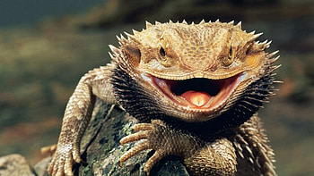 Bearded Dragon, tounge, reptile, scales, animals HD wallpaper