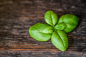 Growing happy basil, Natufia smart garden, Indoor gardening, Homegrown herbs HD wallpaper