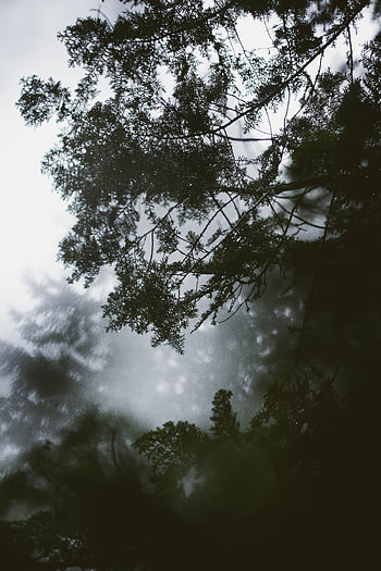 Nature, Leaves, Wood, Tree, Fog, Branch HD phone wallpaper