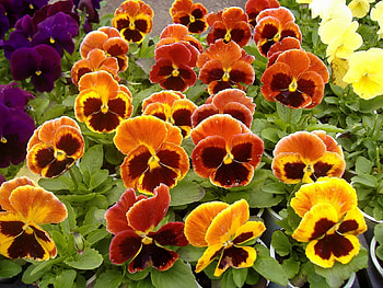 Flowers, Pansies, Lot, Pots, Seedling, Seedlings HD wallpaper