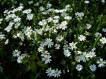 daisies, white, daisies HD wallpaper