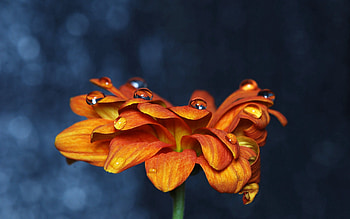 Background, Drops, Flower, Plant, Macro HD wallpaper