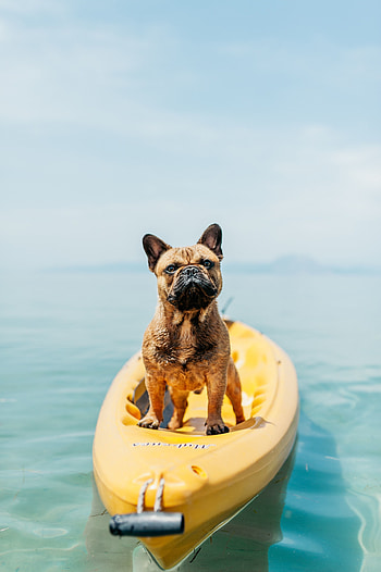 Float, confident, dog HD phone wallpaper