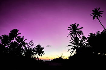 A breathtaking sunset with palm trees silhouetted against a vibrant sky in Fuvahmulah, Maldives. HD wallpaper