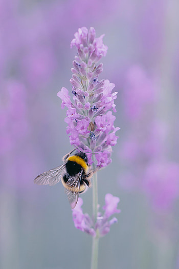 Flower, Macro, Bee, Wings, Lavender HD phone wallpaper