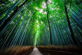 Trees, Nature, Forest, Bamboo, Bottom View HD wallpaper