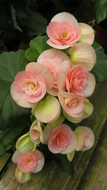 Begonia, Beautiful Flower HD phone wallpaper