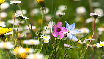Flowers, Grass, Field HD wallpaper