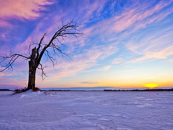Dead tree in a winter sunset, winter, snow, dead tree, sunset HD wallpaper