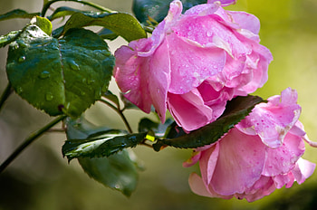 Pink Roses, Flowers, Roses, Nature, Pink HD wallpaper