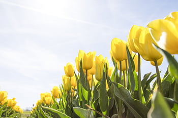 A stunning field of yellow tulips illuminated by sunlight against a clear sky. HD wallpaper