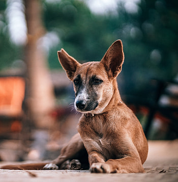 Street dog, brown, animal HD phone wallpaper