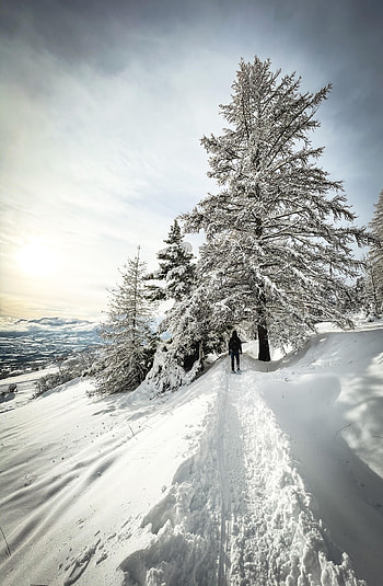 Winter, Trees, Snow, Miscellanea, Miscellaneous, Human, Person, Loneliness HD phone wallpaper
