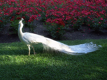 Paradise, white peackok, garden, roses HD wallpaper