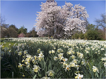 Spring in Botanical Garden Zagreb Croatia, art , dafodils, magnolia tree, beautiful, flowers, botanical garden, spring HD wallpaper