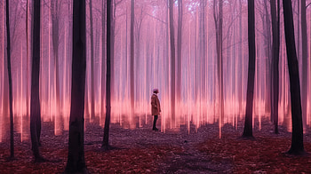 Emotive Fields Forest , forest, field, artist, artwork, digital-art HD wallpaper