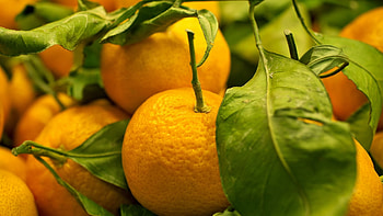 Plants, Fruits, Oranges HD wallpaper